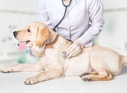 Veterinary doctor for animals and birds Dr. Samarendra Nath Ganguly (Vet) in Barrackpore